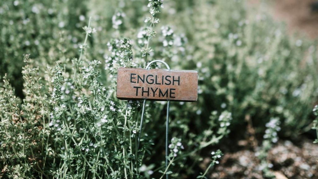 Um canteiro de jardim com um marcador de plantas com o nome de uma planta específica para identificação.